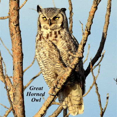 Great Horned Owl